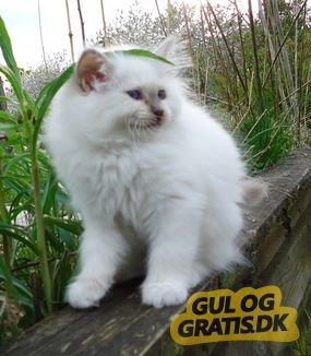 Verdenssensation blanding af hund og kat