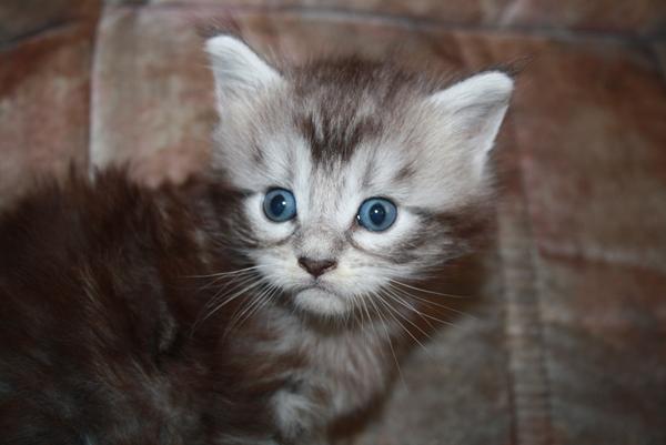 4 uger gamle racerkillinger 