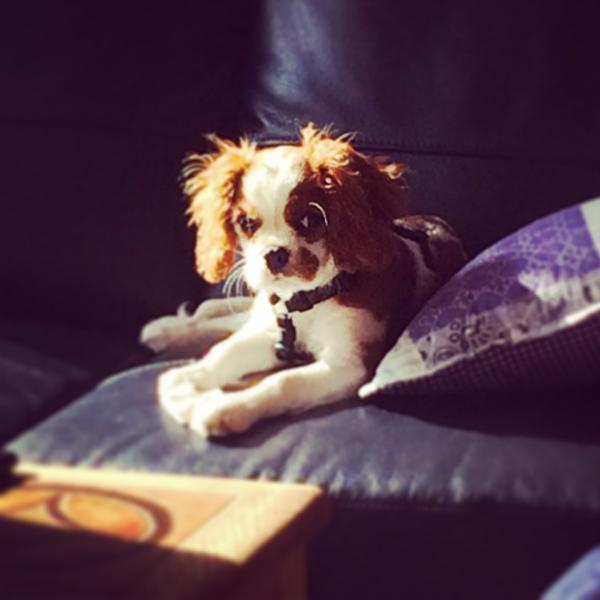 Elvis søger venner i kolding-området