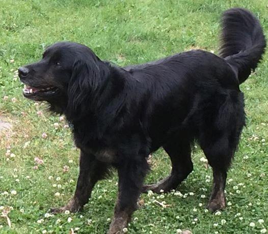 Hjææælp Molly er væk.! (Fyn)