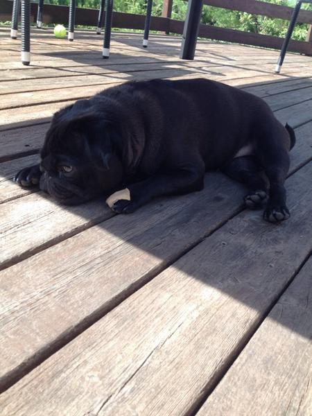 Må hun bade?? (Afreven klo)