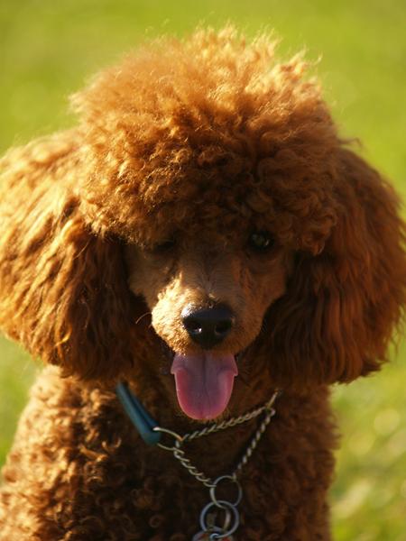 Teenage hund.. Nogen der bytter?