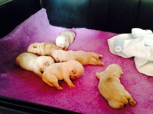 Værløse ... moderløse hvalpe