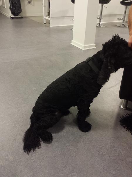 Udstyr til klipning af hund