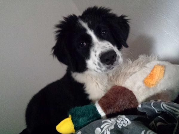 Nye tricks/Komandorer