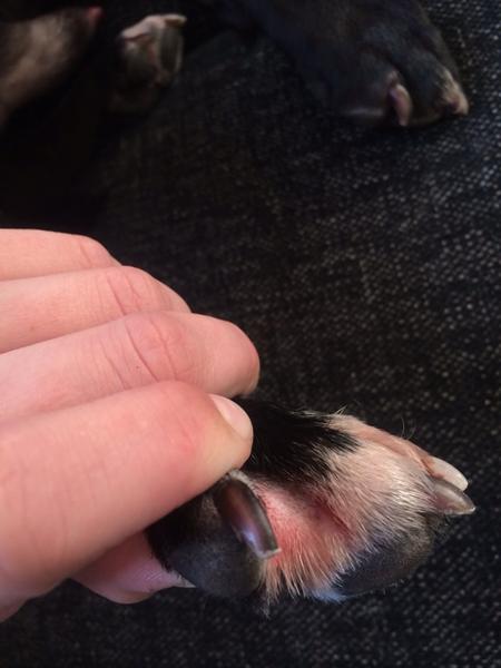 Kan det være allergi?