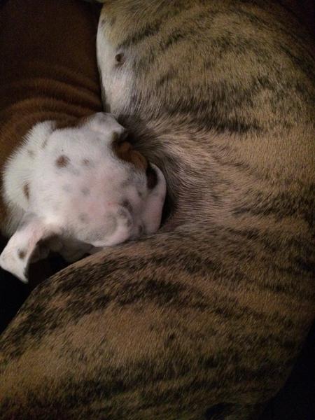 Vores nye hvalp æder hos "forkert" mor?