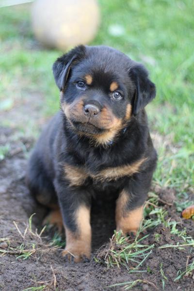 Advarsel.. hvalpebilleder :)