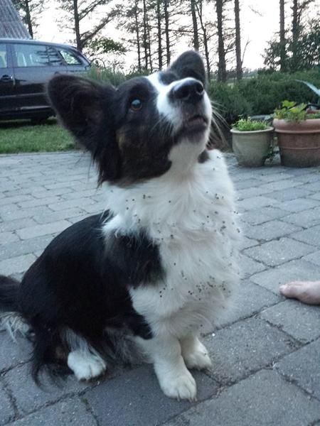 EFTERLYSNING - Nordjylland