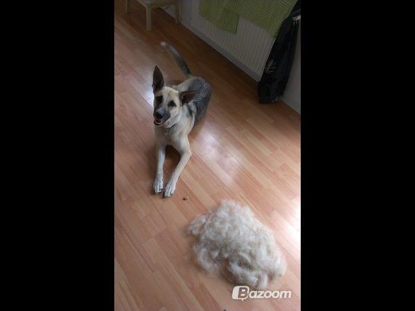 Fældning - Billedtråd