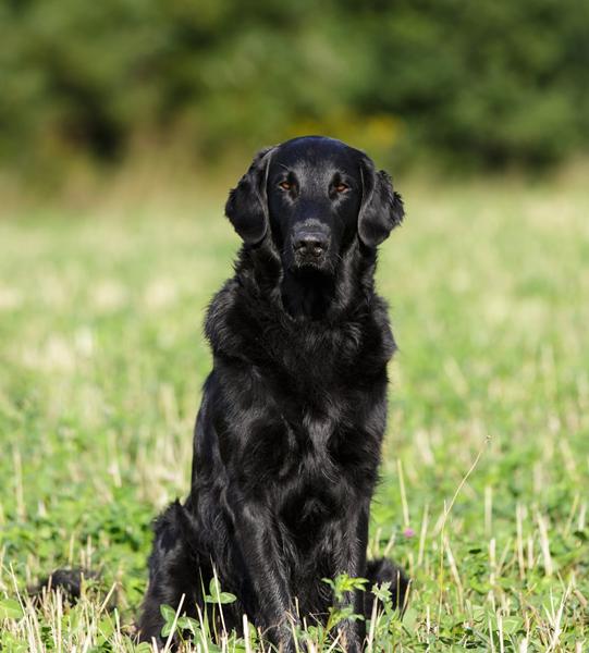 Endelig fri på marken