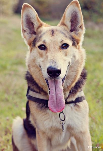 Fotografering af din hund - Nordjylland