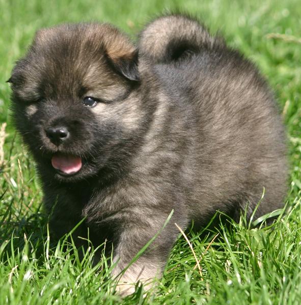Hvalpespam <3