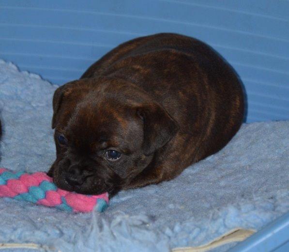 Hvalpespam og hvalpeglæde <3