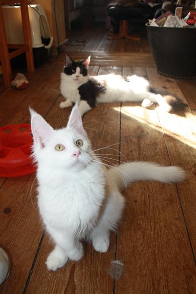 Nyt familiemedlem og et plejebarn