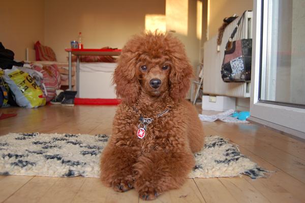 Brokke tråd-.- LOPPER