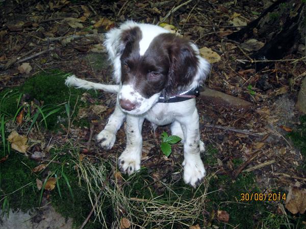 Mødes til hyggelig hundeleg