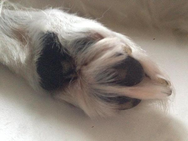 Trætte, tørre, sprukne og kedlige poter