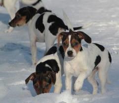 Dansk/Svensk gårdhund