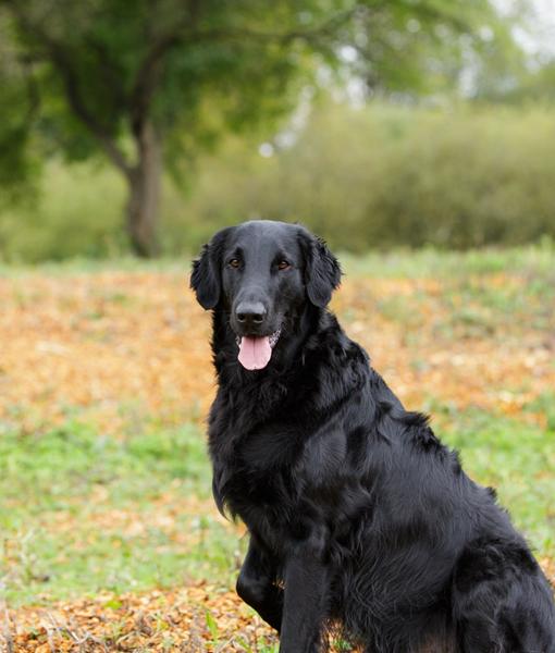 Et par Floyd billeder