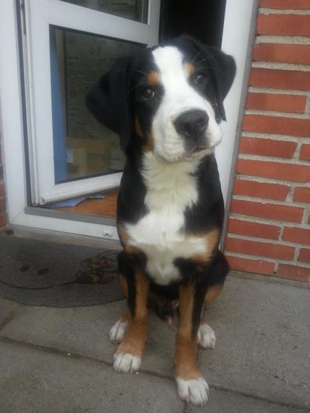 (hvalpe seler til) Grossen sennen hund  O_o 