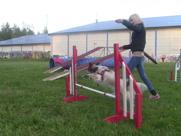 Hvalpe/unghunde agility i nordsjælland