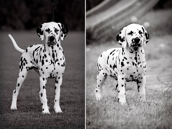 Han vokser så stærkt!