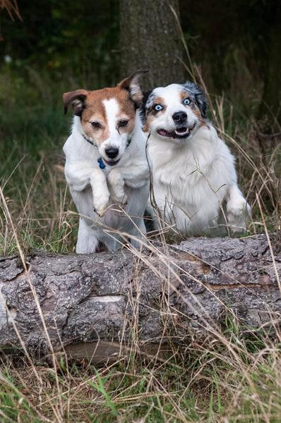 2 hunde, et billede