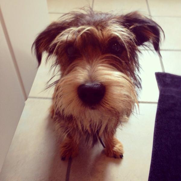 Den bedste loppe dræber!:)