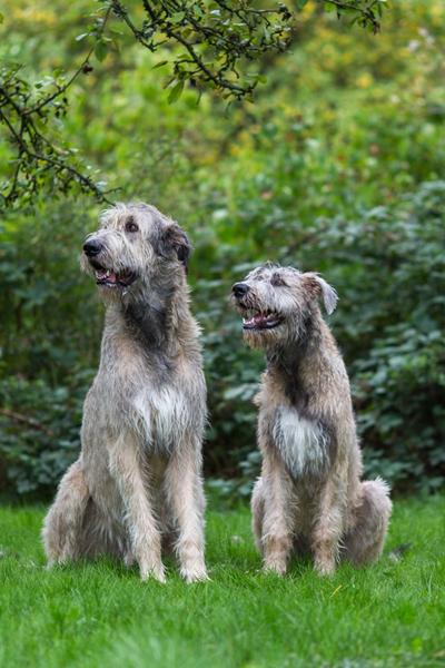 Nu ligner han snart noget