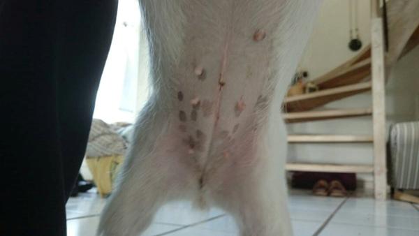 Hundetræning - Sterilisation 