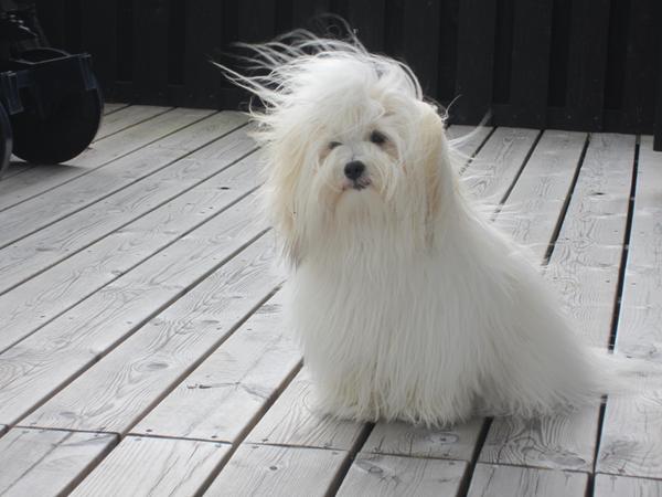 Er du en af Daisy's søskende? :-)