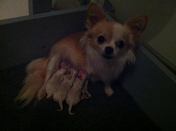 Så fik Gela 3 dejlige chihuahua drenge <3