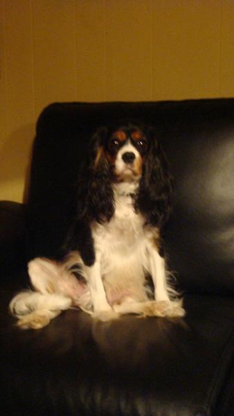 Nogen der kunne tænke sig lidt hygge jeg har Cavalier King Charlie