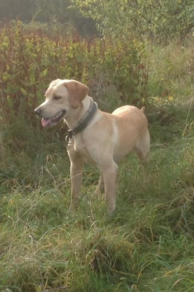 apport træning Kalli 9 måneder