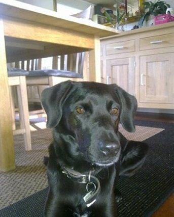 min hund kaster op hele tiden