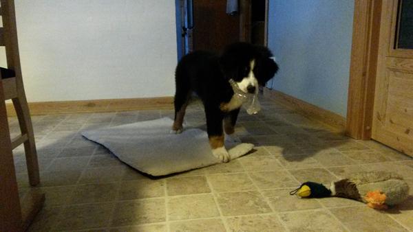 lege kammerat nær billund?