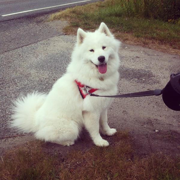 Udstilling - hvilken klasse?