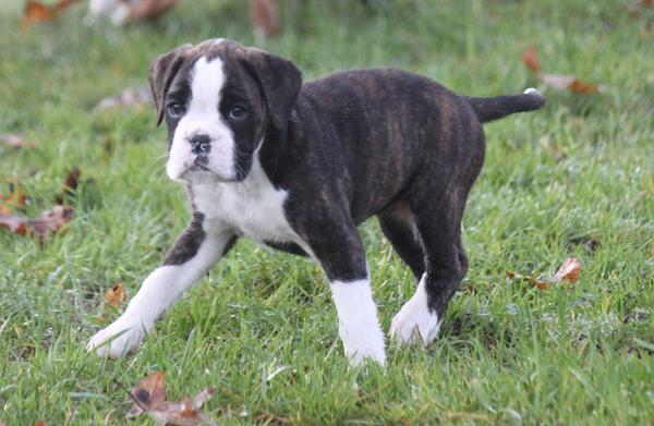 Vores nye boxer hvalp!