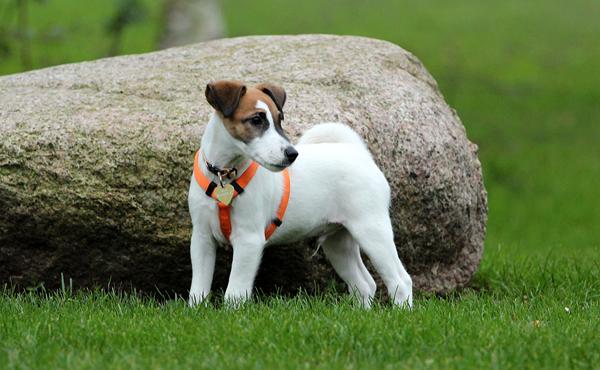 Fotografering af min onkels hvalp 