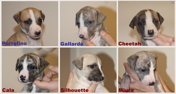 Ghinis hvalpe 4 uger :-)