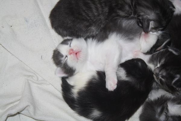 See de her små tuttenutter <3 