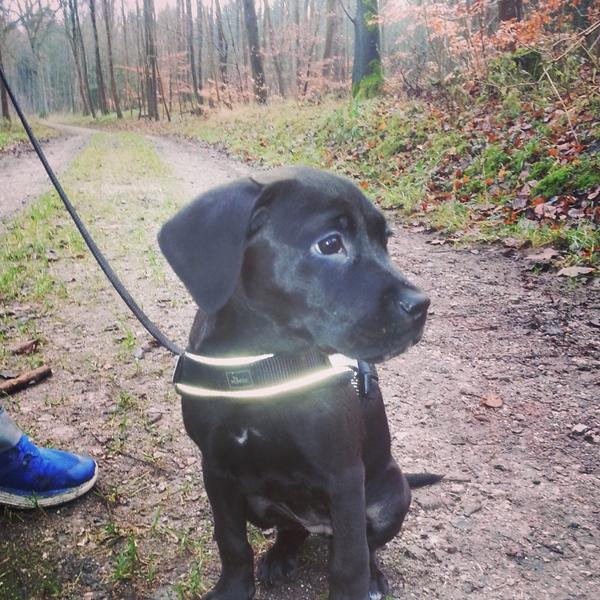 legekammerater i hundeskoven