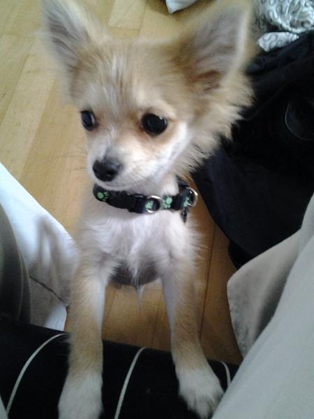 Langhåret chihuahua pels