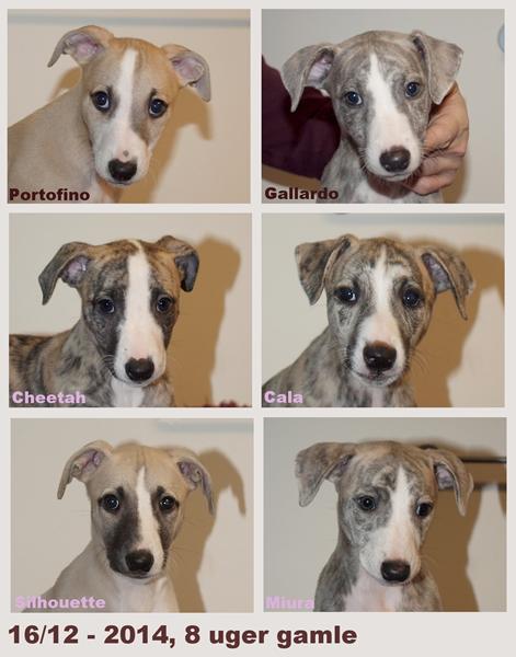 Sidste omgang whippet hvalpespam