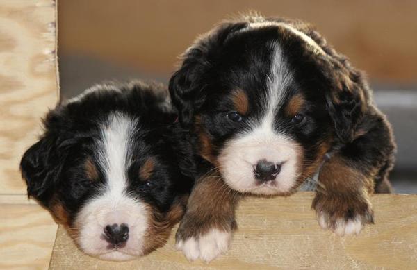 Lidt mere hvalpespam 4 uger