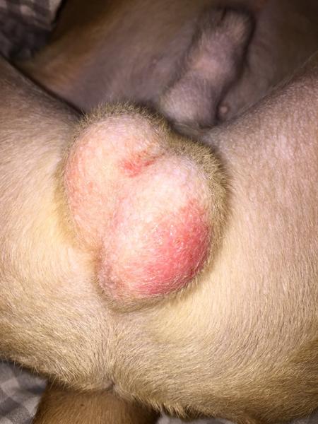 Ser det her normalt ud? Hunds testikler!!