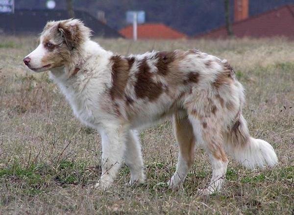 red merle? kenneler?