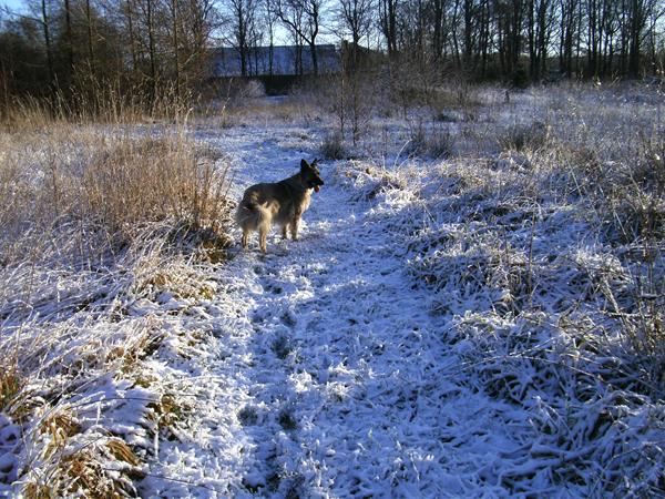 Hunde på tur i sneen 