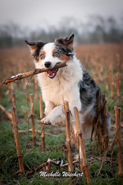 Det der med bønder og dyrevelfærd